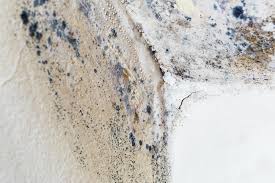 Mold Documentation for Insurance Claims in Falkville, AL